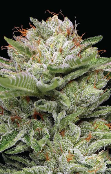 Durban Poison Auto > Durban Poison Auto | Autoflowering Cannabis   |  Sativa